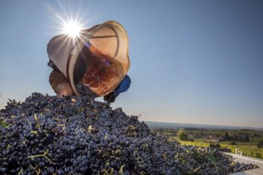 VENDANGES 2018