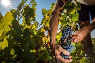 VENDANGES 2018